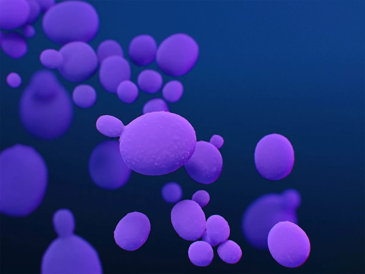 Candida auris Candida auris