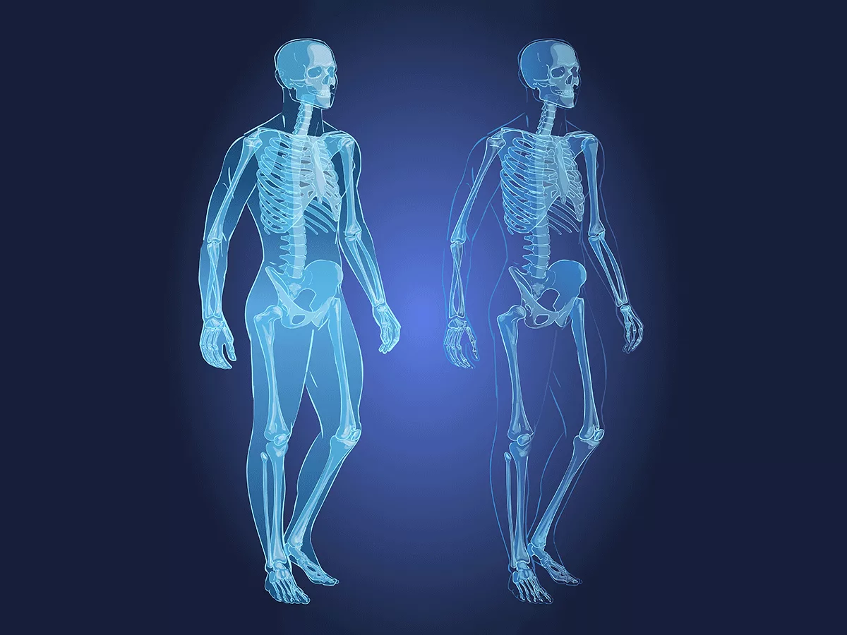 Skeletal system Skeletal system