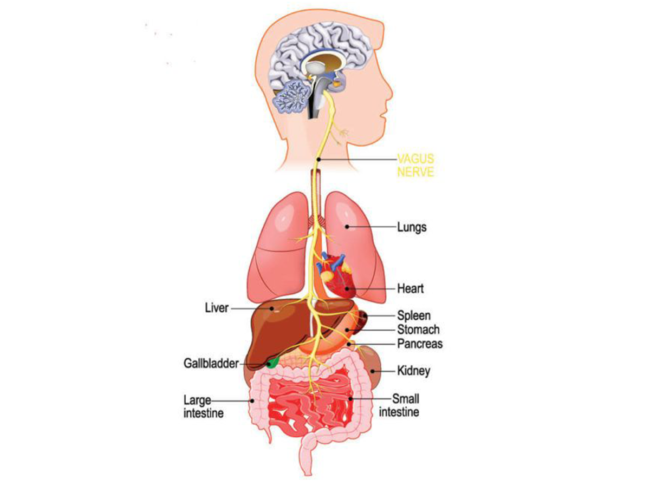 Illustration of vagus nerve, organs