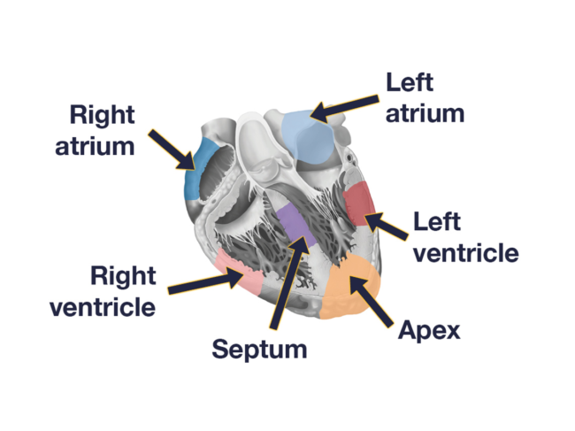 Labeled heart diagram