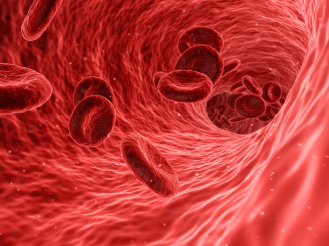 1-17 cardio red blood cells artery