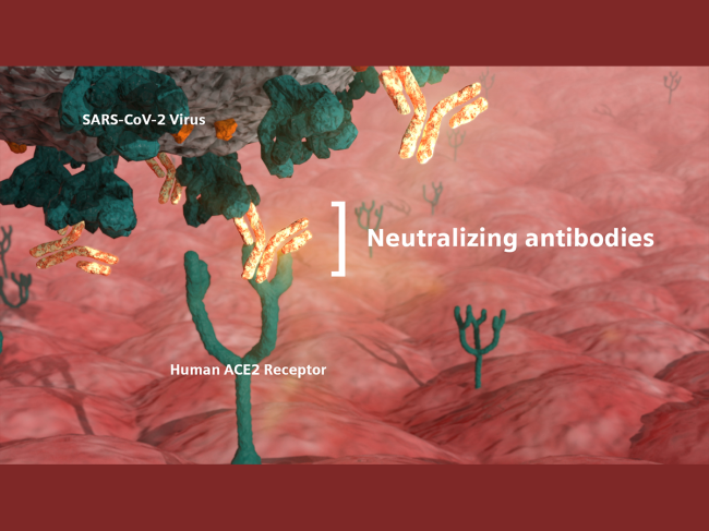 Coronavirus, antibody illustration