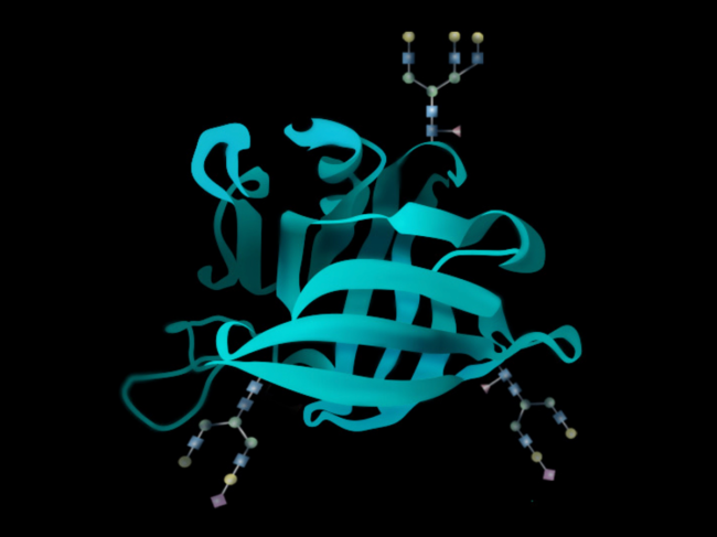 Stylized image of a glycosylated protein