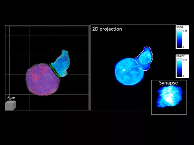 Cell-to-cell interaction as viewed through holotomography technology