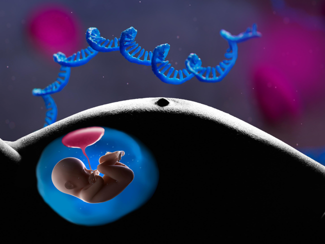 Fetus, RNA concept image