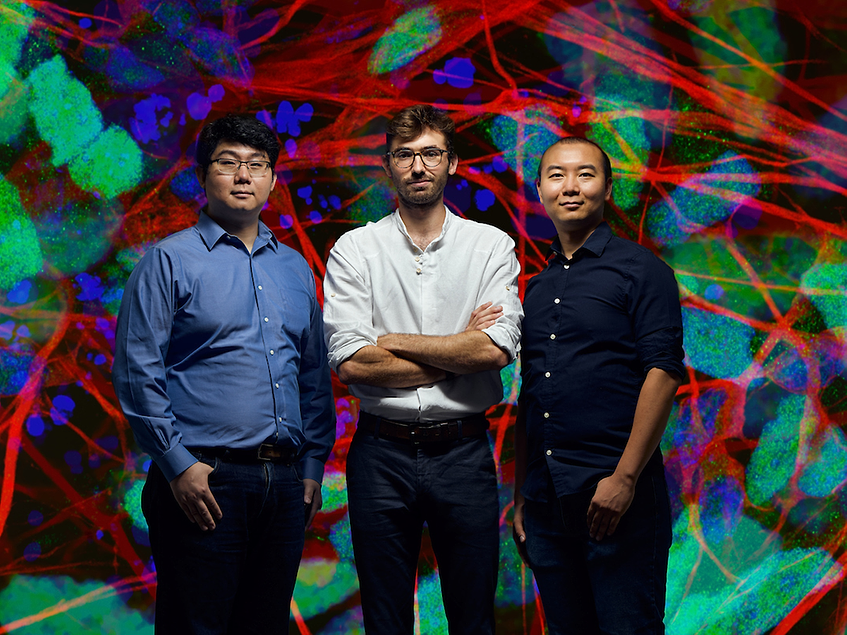 Axoft launches with $8M for brain-machine interface implants | BioWorld