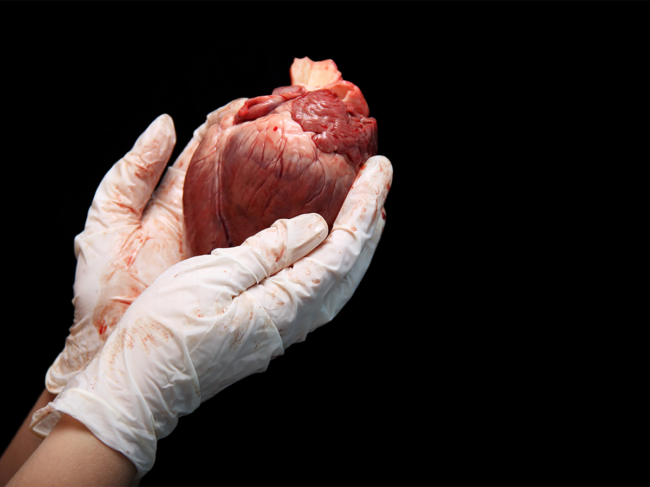 Gloved hands holding a heart