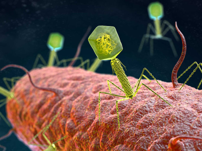 ETH bacteriophage for UTI rapid tests