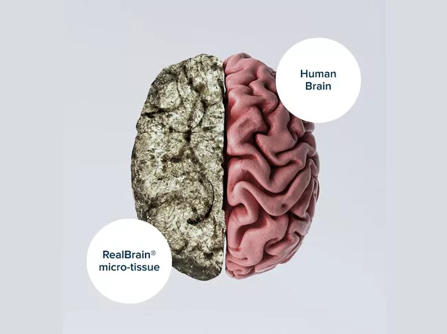 Tessara - Realbrain micro-tissue