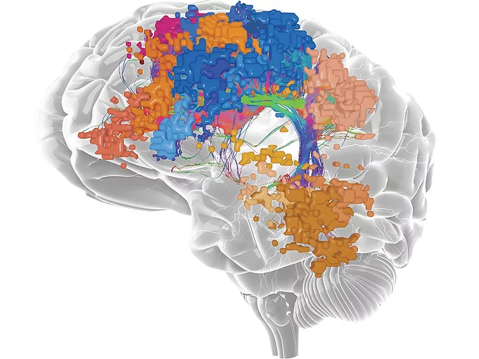Omniscient-brain-map-13june24.