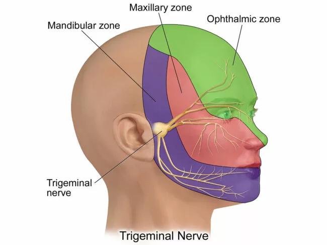 Trigeminal Nerve