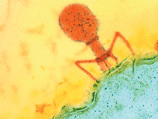 Bacteriophage attaches to bacterial cell membrane 