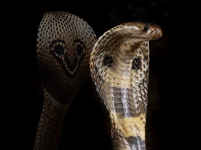 Indian-Cobra-Science-1-6.png