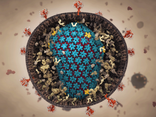 HIV encased in multiple structures including the capsid (blue)