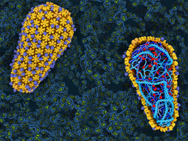 Capsid and HIV genome
