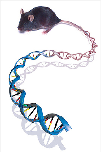 Mouse DNA illustration