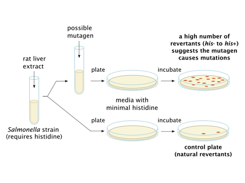 Carcinogens Need Not Be Mutagens 2020 09 29 Bioworld