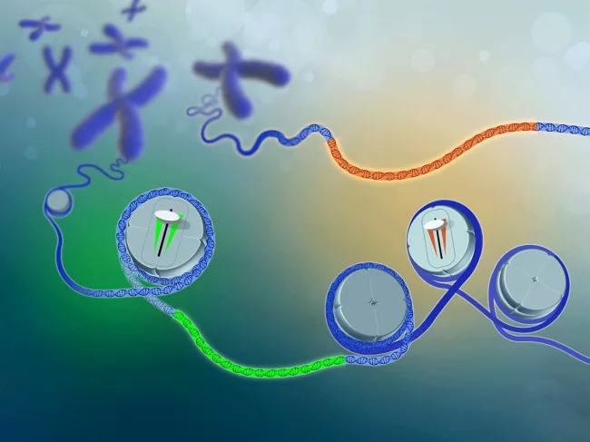 Expression quantitative trait loci
