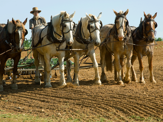 Amish man and horses