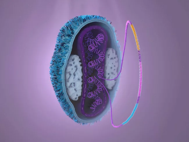 Oncomyx’s oncolytic virus technology