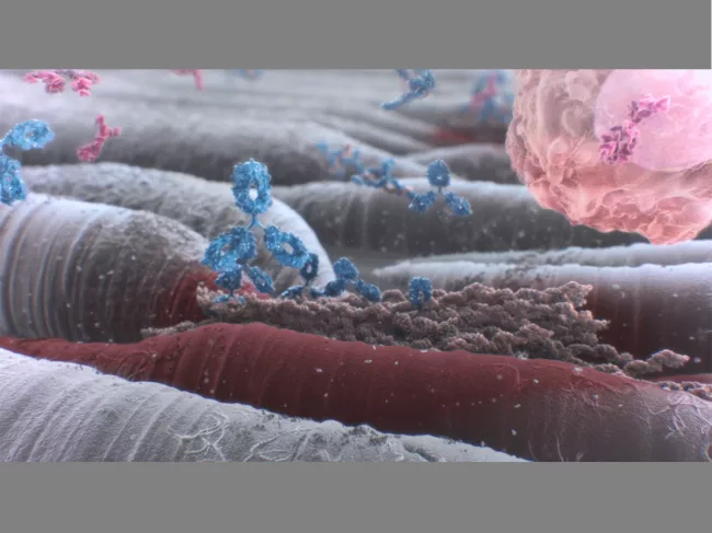 Birtamimab illustration