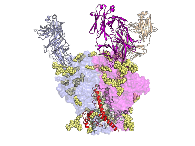 Precursor PGT-121 antibody