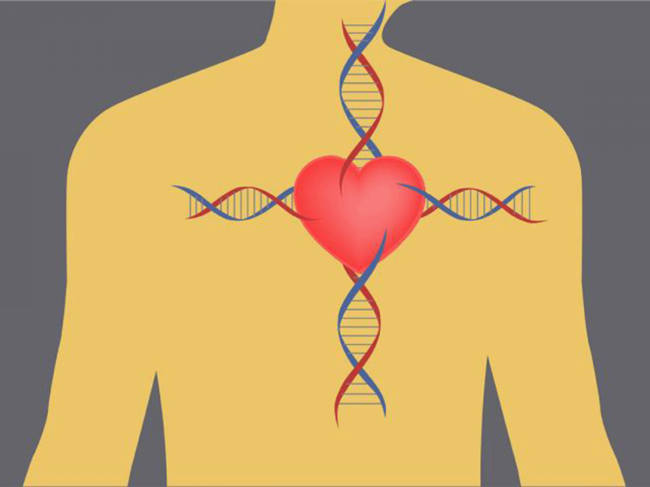 Heart-DNA illustration