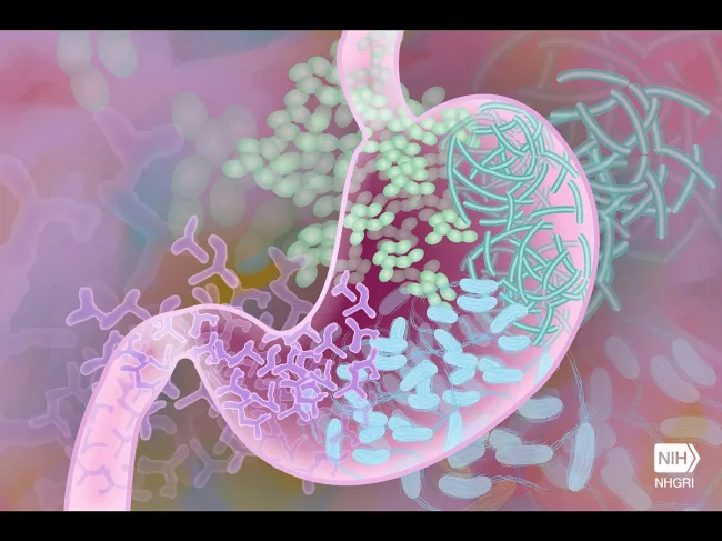 GI tract illustration