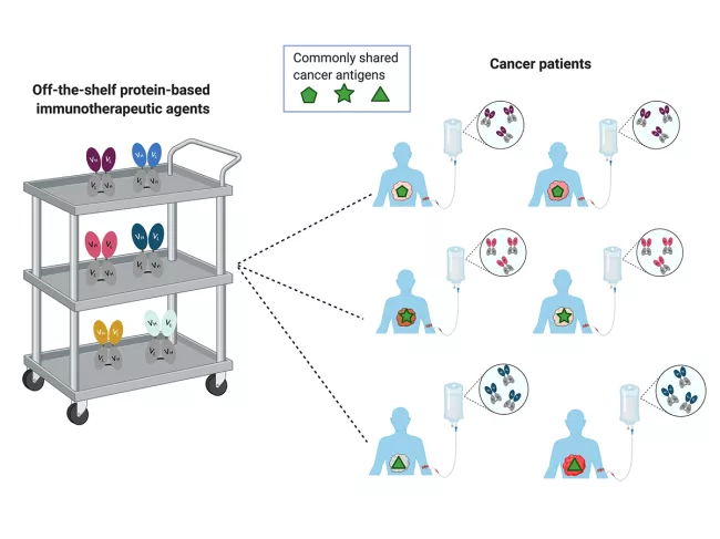 T-cell engaging bispecific antibodies