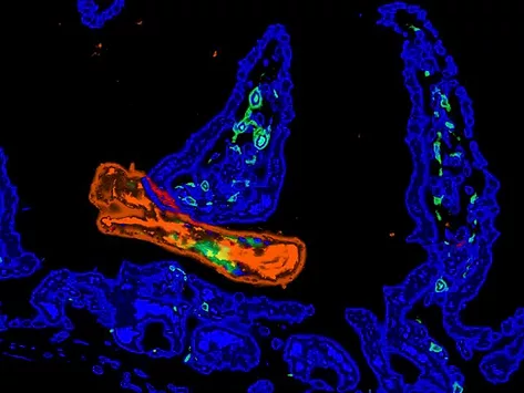 Science n brasiliensis 5 12