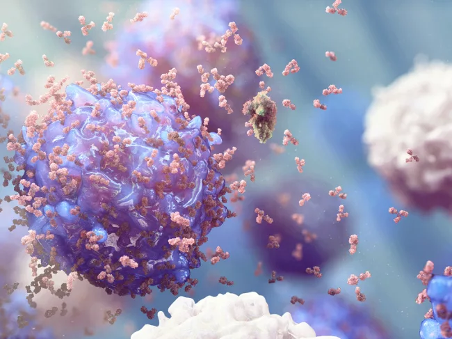 B cells release antibodies to bind to the COVID-19virus