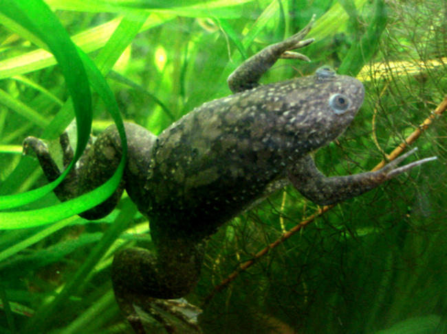 Normal African clawed frog