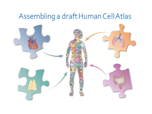 Assembling a draft Human Cell Atlas