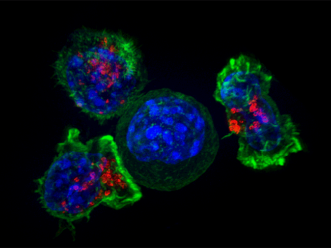 Killer T cells (green and red) surround a cancer cell (blues)