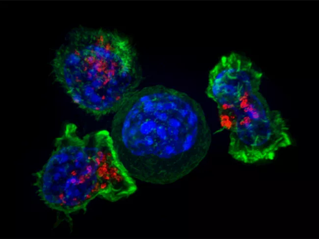 Killer T cells (green and red) surround a cancer cell (blues)
