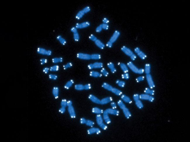 NIH-NCI chromosomes telomeres