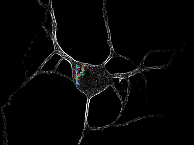 Cortical neuron