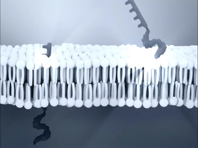 Delivery of therapeutic oligonucleotide cargoes into tissues and cells