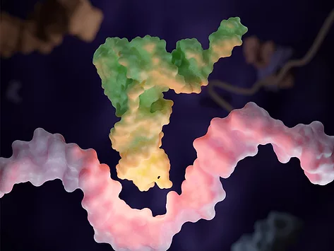 Illustration of transfer RNA (tRNA)