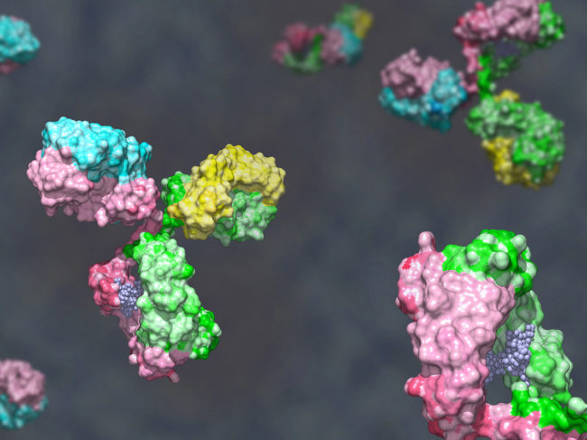 Bispecific antibodies with heavy chain in green and pink, light chain in blue and yellow