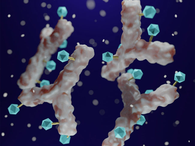 3D rendering of antibody drug conjugated with cytotoxic payload