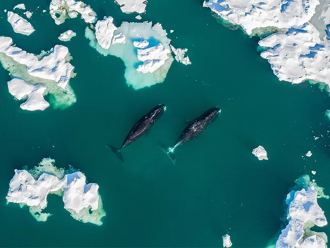 Bowhead whales swimming in the Arctic ice fields 