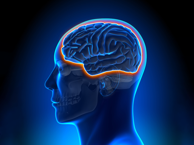 Illustration of brain in head highlighting the blood-brain barier.
