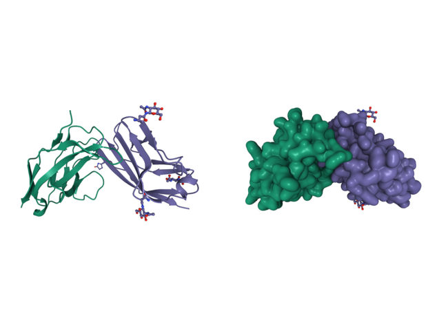 Structure of human CD47 (violet) in complex with human SIRP alpha (green)