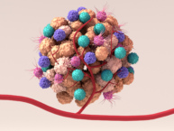 3D representation of tumor microenvironment