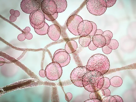 Candida auris fungi