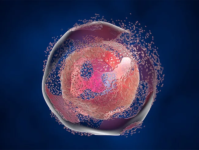 Illustration of dissolving cell