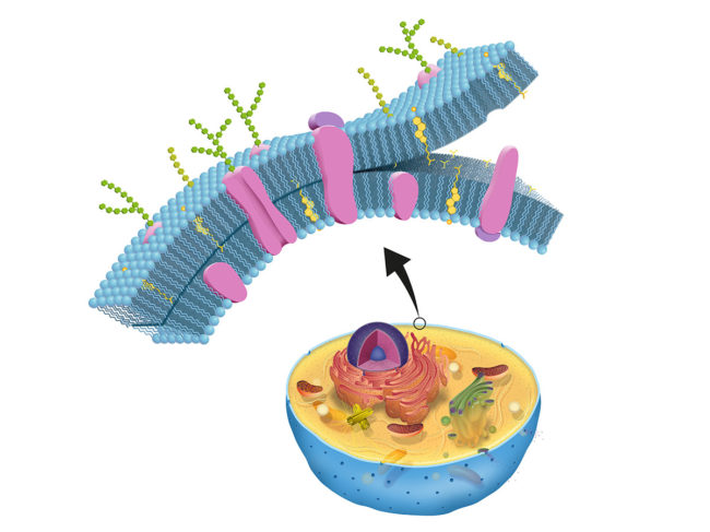 Illustration of cell parts with focus on cell membrane layer.
