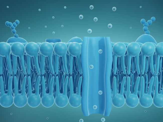 Cross section illustration of ion channel in cell membrane