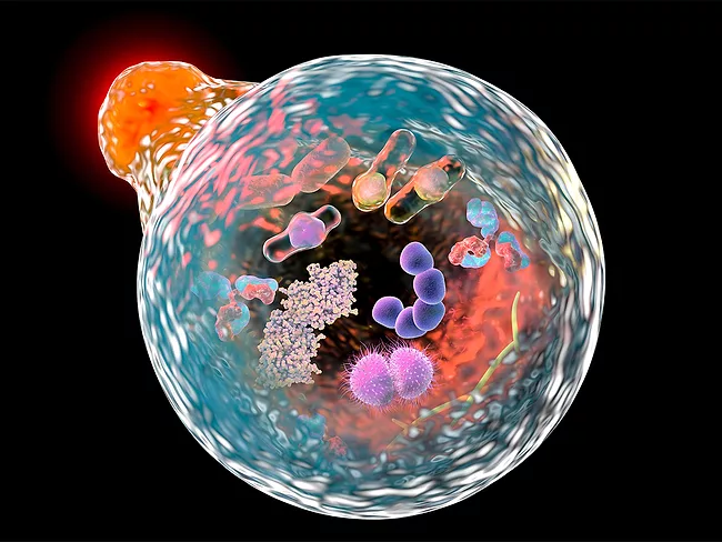 3D illustration showing fusion of lysosome with autophagosome containing microbes and molecules